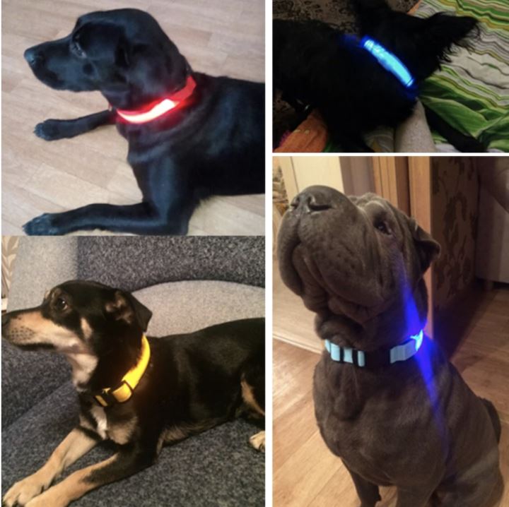 LedCollar™ - Collier à LED rechargeable pour chien - Amis - poilu