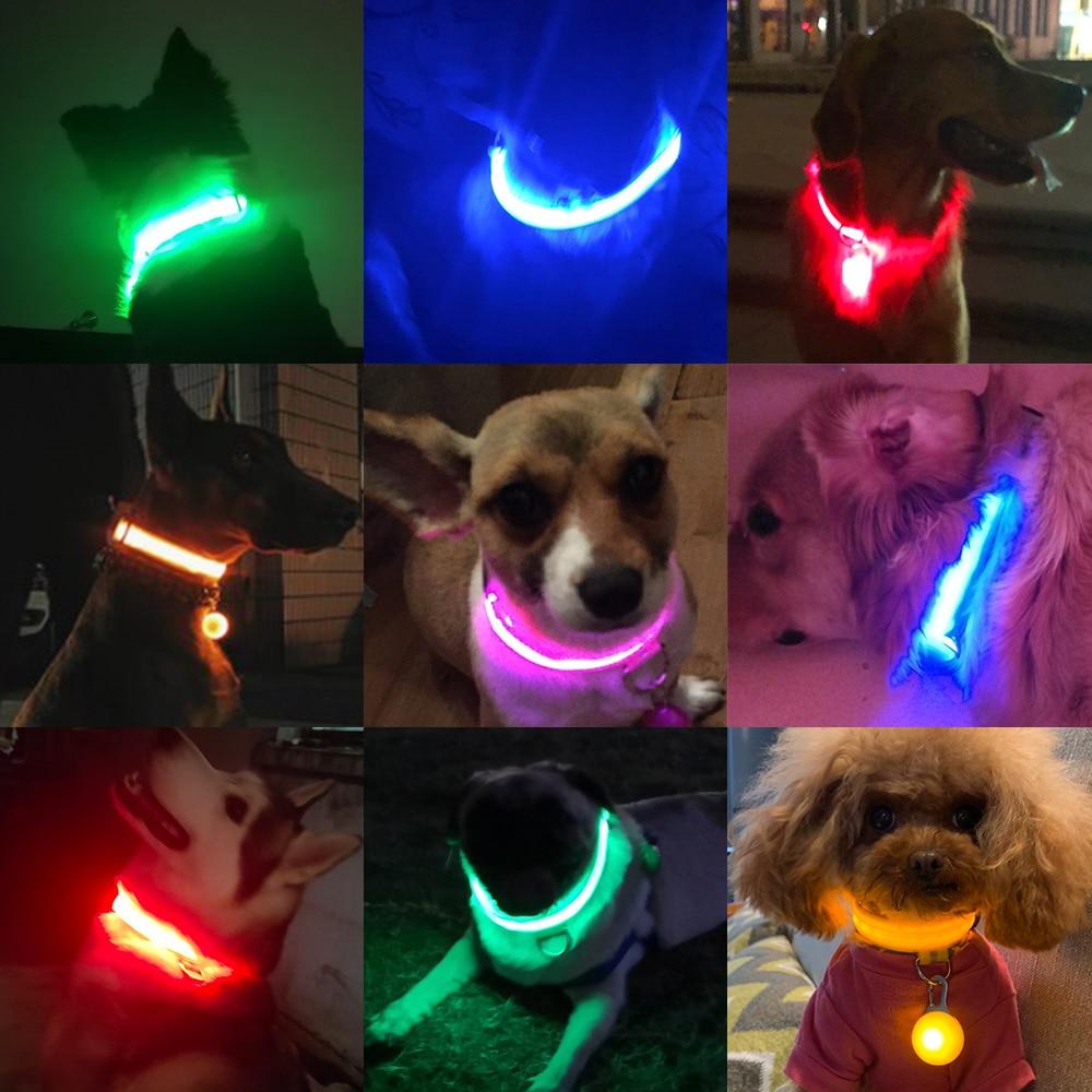 LedCollar™ - Collier à LED rechargeable pour chien - Amis - poilu